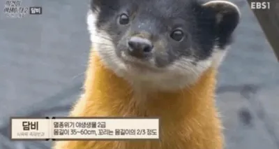 현재 대한민국 생태계 1티어 생물 ㄷㄷㄷㄷ